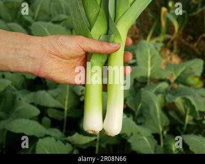 Campo foglia verde porro mano coltivatore bianco, fattoria agricola giardino foglie bio biologico Allium ampeloprasum var. porrum leke grande piantagione fresca di lek Foto Stock