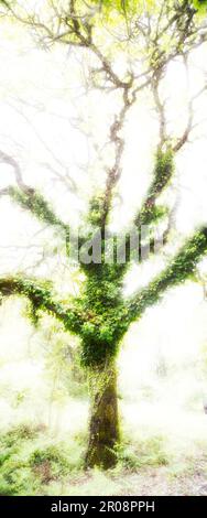Quercia mistica nella grande foresta di Ortakis, Sardegna Italia Foto Stock