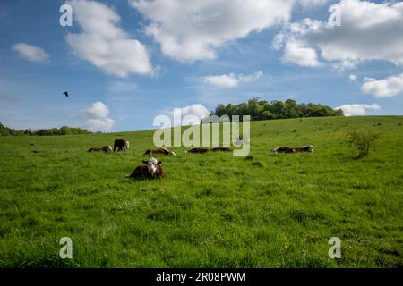 Wittenham clumps Foto Stock