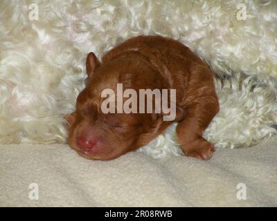 Cucciolo appena Nato Foto Stock