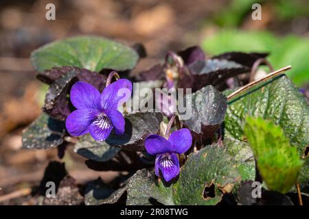 Immagine dettagliata dei fiori viola di un viola di legno (Viola odorota) Foto Stock