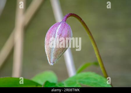 Macrofone di un fiore di Clematis montana Foto Stock