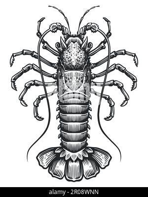 Aragosta spinosa. Animale acquatico crostacei, gamberi in stile annata. Illustrazione del vettore di schizzo di pesce Illustrazione Vettoriale