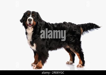 vista laterale del simpatico cane pastore berna che esce dalla lingua e che ansima di fronte allo sfondo bianco in studio Foto Stock