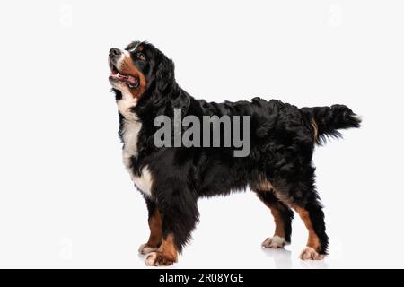 il cane del pastore della berna desideroso che guarda in su e ansimando mentre si levano in piedi davanti allo sfondo bianco in studio Foto Stock