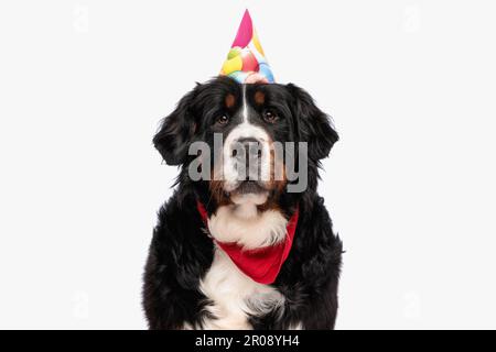 carino cane di montagna bernese che indossa cappello da festa e bandana rossa mentre si guarda e si siede su sfondo bianco in studio Foto Stock