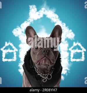 cucciolo di bulldog francese che indossa una giacca nera, alla ricerca di una famiglia da adottare, seduto su sfondo blu di fronte Foto Stock