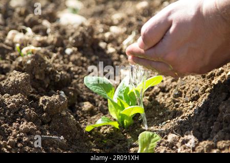Immagine delle mani di un uomo che versano acqua su una piccola piantina. Riferimento al nutrimento e alla crescita. Foto Stock