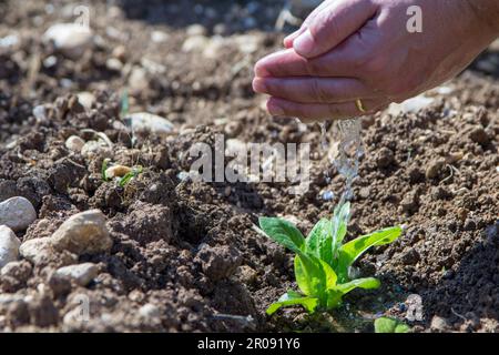 Immagine delle mani di un uomo che versano acqua su una piccola piantina. Riferimento al nutrimento e alla crescita. Foto Stock