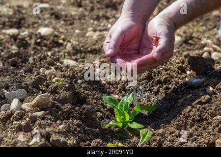 Immagine delle mani di un uomo che versano acqua su una piccola piantina. Riferimento al nutrimento e alla crescita. Foto Stock