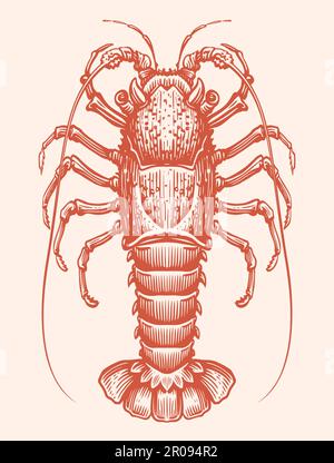 Aragosta spinosa di mare, disegno a mano stile incisione. Illustrazione del vettore dei frutti di mare Illustrazione Vettoriale