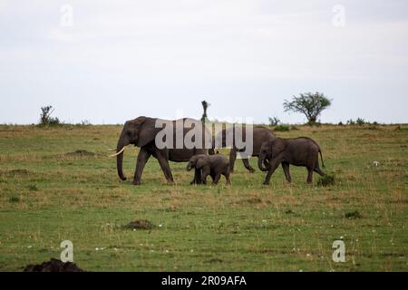 Una mandria di elefanti africani in piedi in un campo erboso in una giornata nuvolosa Foto Stock