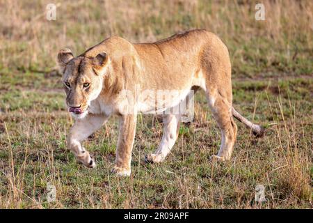 Una leonessa attraversa una savana assolata, la sua presenza potente domina il paesaggio Foto Stock