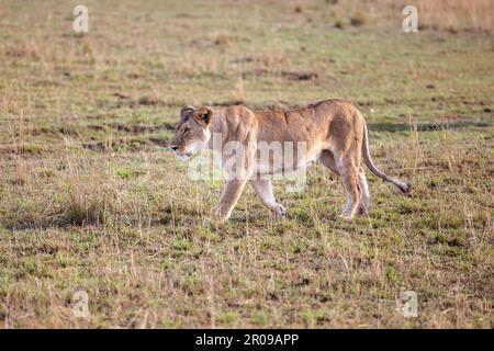 Una leonessa attraversa una savana assolata, la sua presenza potente domina il paesaggio Foto Stock