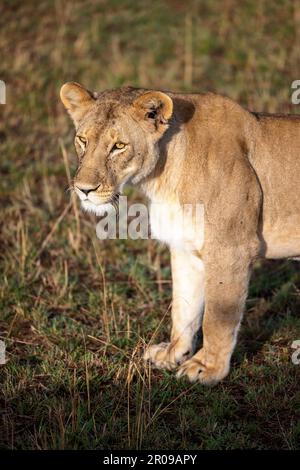 Una leonessa attraversa una savana assolata, la sua presenza potente domina il paesaggio Foto Stock