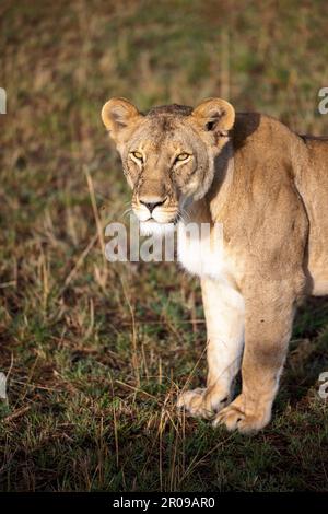 Una leonessa attraversa una savana assolata, la sua presenza potente domina il paesaggio Foto Stock