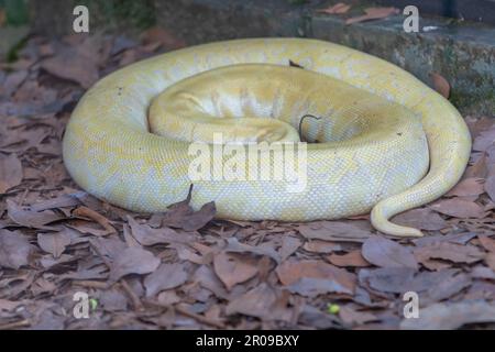 Il Python birmano è un piccolo serpente albino molto agile in movimento Foto Stock