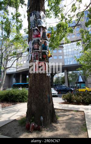 Michael Jackson Memorial Tree di fronte al Kempinski Hotel, Budapest, Ungheria Foto Stock