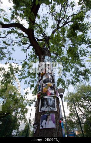 Michael Jackson Memorial Tree di fronte al Kempinski Hotel, Budapest, Ungheria Foto Stock