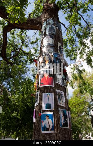 Michael Jackson Memorial Tree di fronte al Kempinski Hotel, Budapest, Ungheria Foto Stock