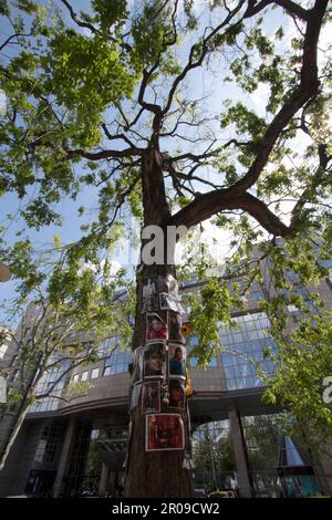 Michael Jackson Memorial Tree di fronte al Kempinski Hotel, Budapest, Ungheria Foto Stock