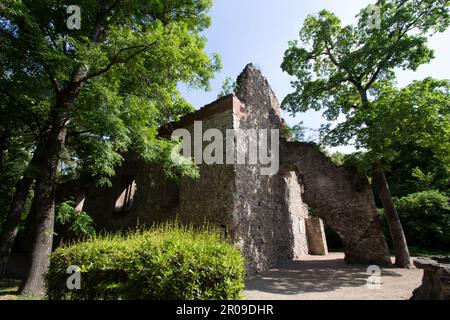 Le rovine del monastero francescano sull'isola di Margaret si trovano nel centro dell'isola, Budapest, Ungheria Foto Stock