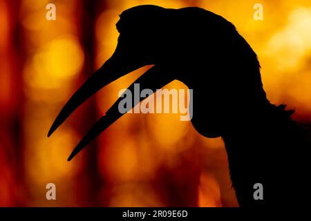 Una silhouette a becco d'arpia Abissinian. Foto Stock