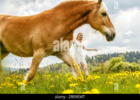 Una giovane donna bionda e il suo cavallo haflinger che si divertono in primavera all'aperto. Scena di amicizia tra una donna equestre e il suo pony Foto Stock