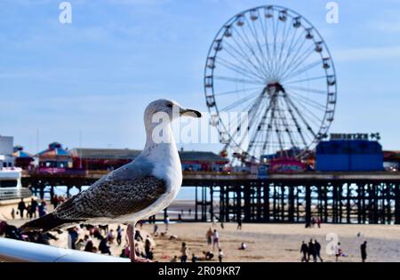Gabbiano sulla ringhiera con il molo centrale Blackpool sullo sfondo Foto Stock