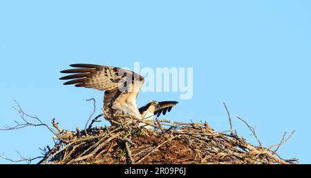 Osprey decollo dal nido, Quebec, Canada Foto Stock