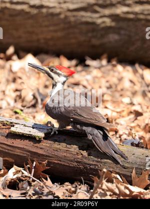 Ritratto di picchio pileated arroccato un tronco di albero nella foresta, Quebec, Canada Foto Stock