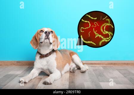 Cane carino e illustrazione di elminti sotto microscopio a casa. Parassiti in animale Foto Stock