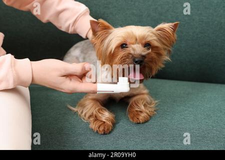 Donna spazzolando i denti del cane sul divano, primo piano Foto Stock