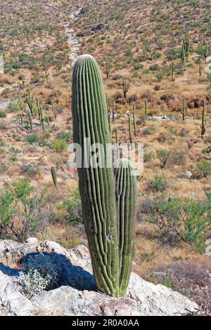 Cactus Saguaro che cresce da una roccia nel Saguaro National Park in Arizona Foto Stock