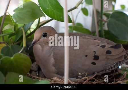 Ritratto dell'uccello mama di dove lutto con il suo uccello del bambino in un nido fatto in un cestino dell'appendiabiti della pianta Foto Stock