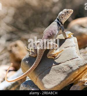 Grande Bacino Collared Lizard, Adulto femmina. Death Valley National Park, Inyo County, California, USA. Foto Stock