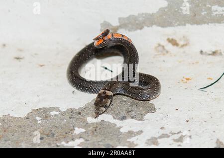 Il serpente di Kukri del ragazzo, il bitorquatus di Oligodon, che mostra la coda rossa come avvertimento, Sukawati, Bali, Indonesia Foto Stock