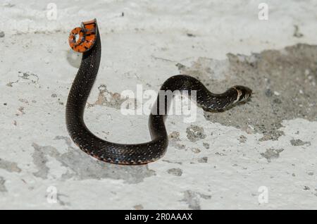 Il serpente di Kukri del ragazzo, il bitorquatus di Oligodon, che mostra la coda rossa come avvertimento, Sukawati, Bali, Indonesia Foto Stock