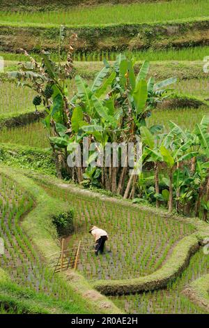 Ubud, Bali, Indonesia - 7 settembre 2019: Una donna non identificata che lavora in una risaia delle lussureggianti risaie verdi di Tegallalang Foto Stock