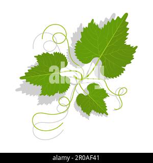 Foglie d'uva con tendoli ramificati. Vinificazione, giardinaggio e agricoltura. Vettore cartoon isolato su sfondo bianco Illustrazione Vettoriale