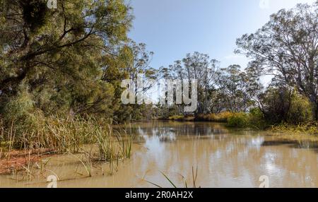 Murray River, un grande sistema fluviale in Australia adiacente al nuovo Galles del Sud, Victoria e South Australia Foto Stock