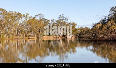 Murray River, un grande sistema fluviale in Australia adiacente al nuovo Galles del Sud, Victoria e South Australia Foto Stock