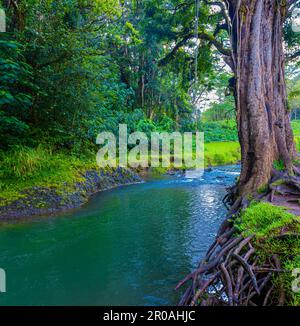 Rope Swing sopra il flusso di Keahua all'Arboreto di Keahua, Kauai, Hawaii, USA Foto Stock