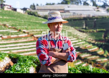 Uomo felice contadino che raccoglie fragole mature nel campo. Campo di fragole. Pianta di fragola in mani di coltivatori che crescono su letto di giardino. Raccolta e. Foto Stock