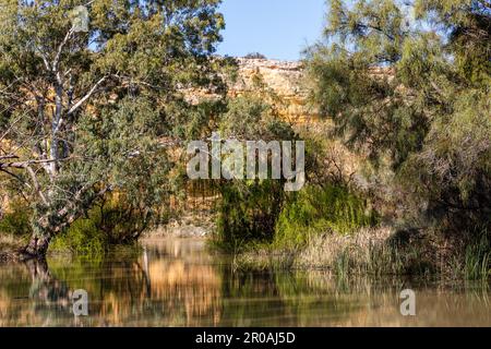 Murray River, un grande sistema fluviale in Australia adiacente al nuovo Galles del Sud, Victoria e South Australia Foto Stock