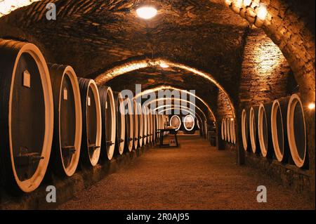 Vecchia cantina con botti di legno sotto il castello facendo vino Foto Stock