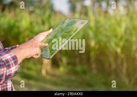 Coltivatore in campo di mais che utilizza un tablet digitale per un'agricoltura intelligente. Tecnologia innovativa per un sistema agricolo intelligente, gestione dell'agricoltura. Concetto di far intelligente Foto Stock