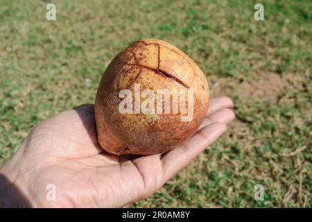 Frutta di Bael polposa matura conosciuta come mela di legno o mele di pietra indiane. Bael frutta in mani Foto Stock