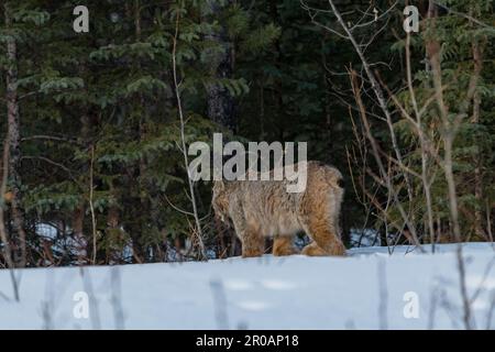 Wild Northern Canadian Lynx visto a piedi via in primavera circondato dalla neve nella foresta boreale. Foto Stock