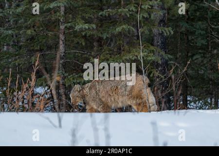 Wild Northern Canadian Lynx visto a piedi via in primavera circondato dalla neve nella foresta boreale. Foto Stock